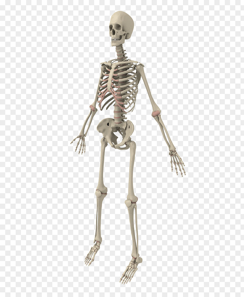 Human Skeleton Bone PNG