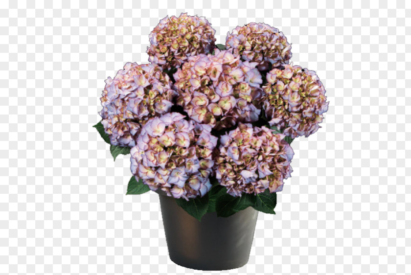 Hydrangea French Panicled Embryophyta Blue Flower PNG