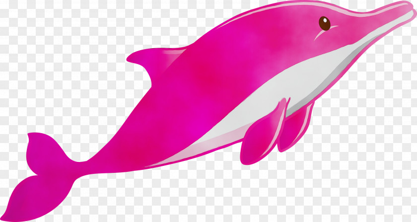 Pink Dolphin Fin Cetacea Bottlenose PNG