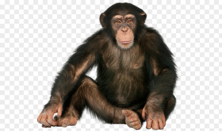 Gorilla Sitting Chimpanzee Ape Monkey Orangutan PNG