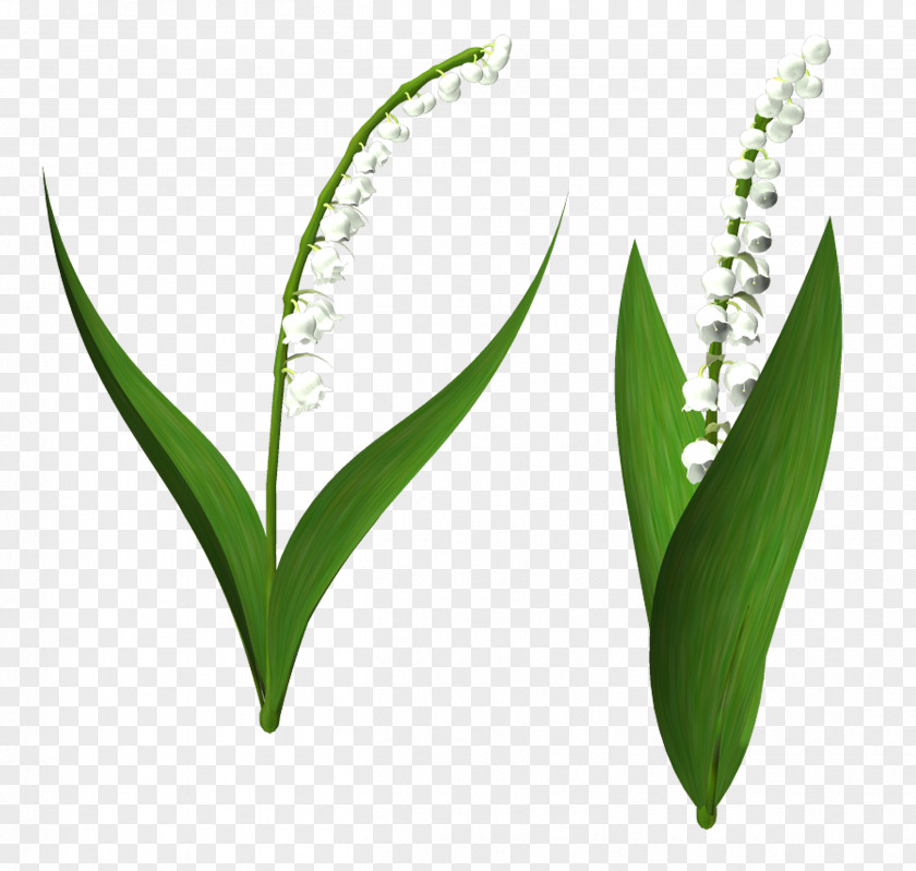 Lily Of The Valley Plant Stem Commodity Clip Art PNG