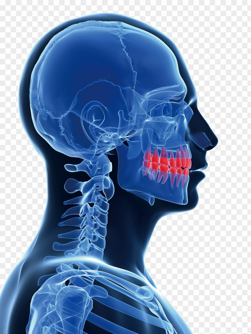 Model Of Human Mandible Stock Photography Clip Art PNG