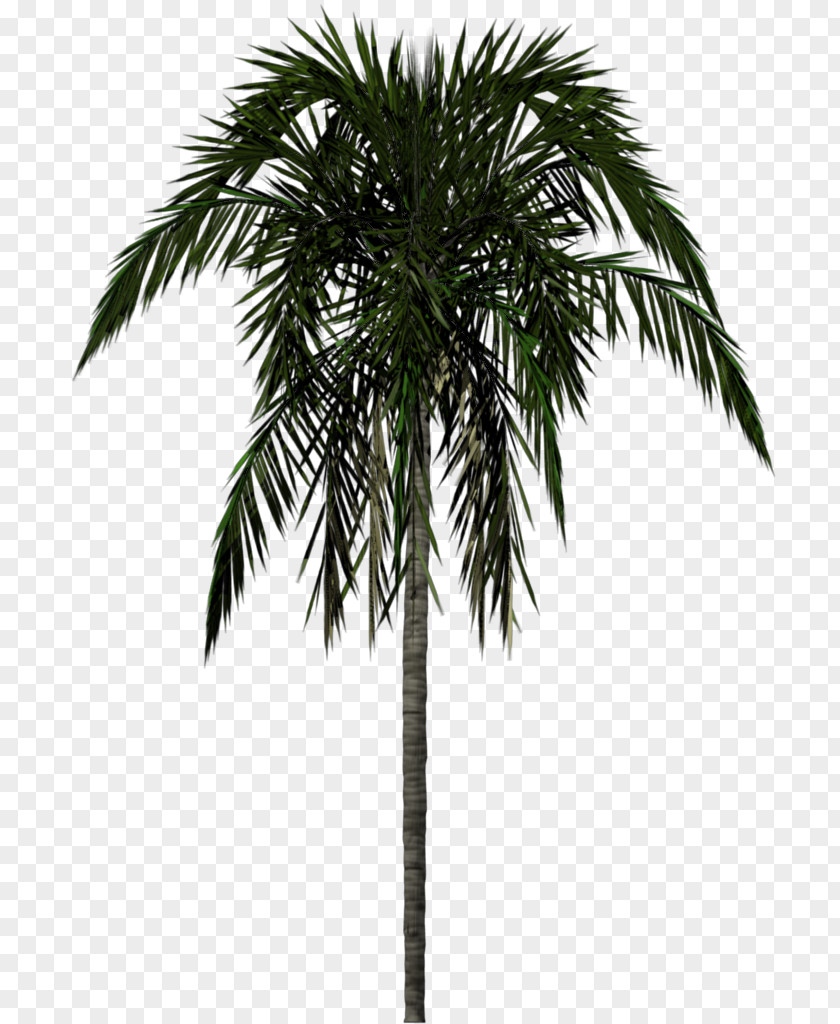 Palm Tree Archontophoenix Alexandrae Rendering PNG