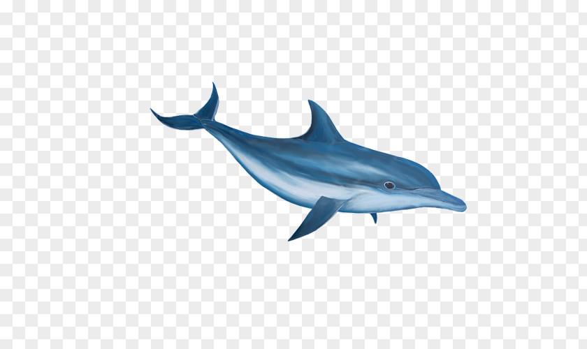 Gentle Dolphin Bottlenose Clip Art PNG