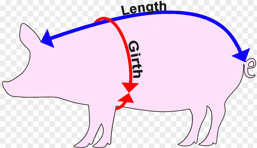 Pig Domestic Cattle Measurement Weight PNG