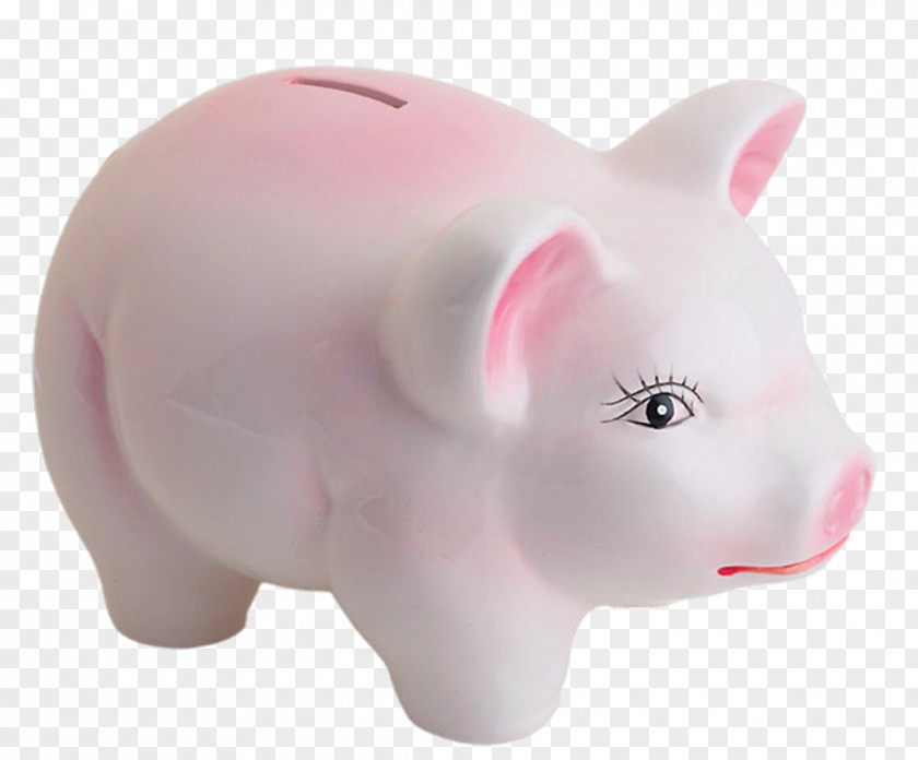 Piggy Bank Close-up Side Domestic Pig Snout PNG