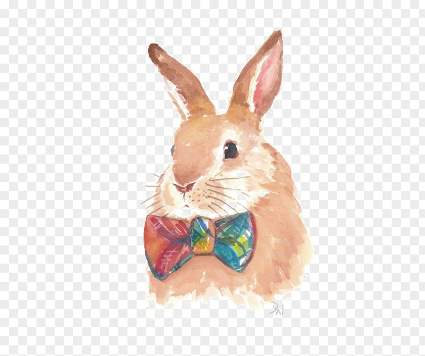 Rabbit Hare Watercolor Painting Drawing PNG