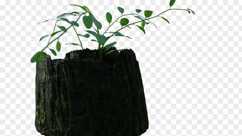 Rainy Season Wood Forest Tree Flowerpot Leaf Herb PNG