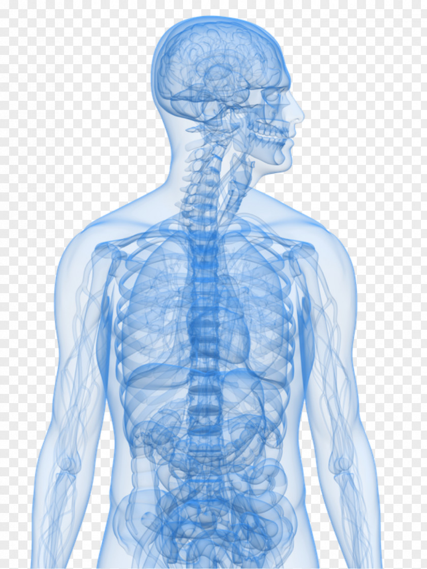 Arm Human Body Anatomy Homo Sapiens PNG