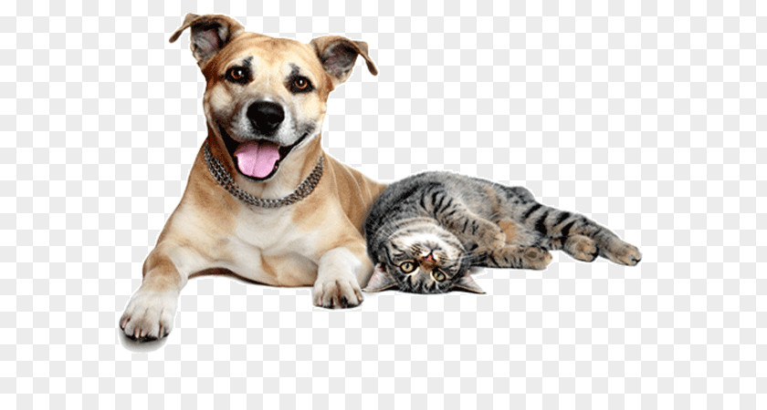 Dogs And Cats Dog–cat Relationship Pet Sitting Veterinarian PNG
