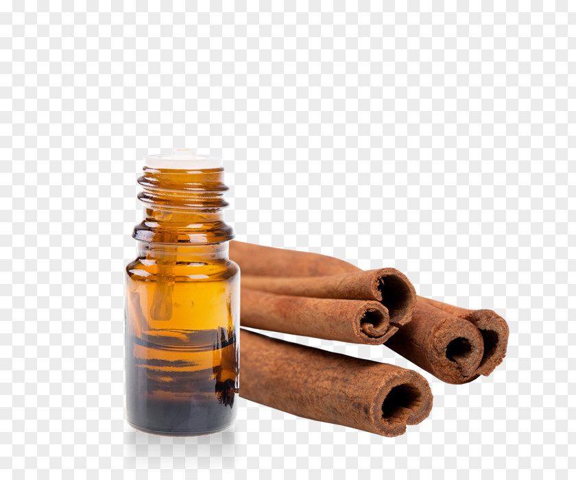 Oil Essential Sandalwood True Cinnamon Tree PNG