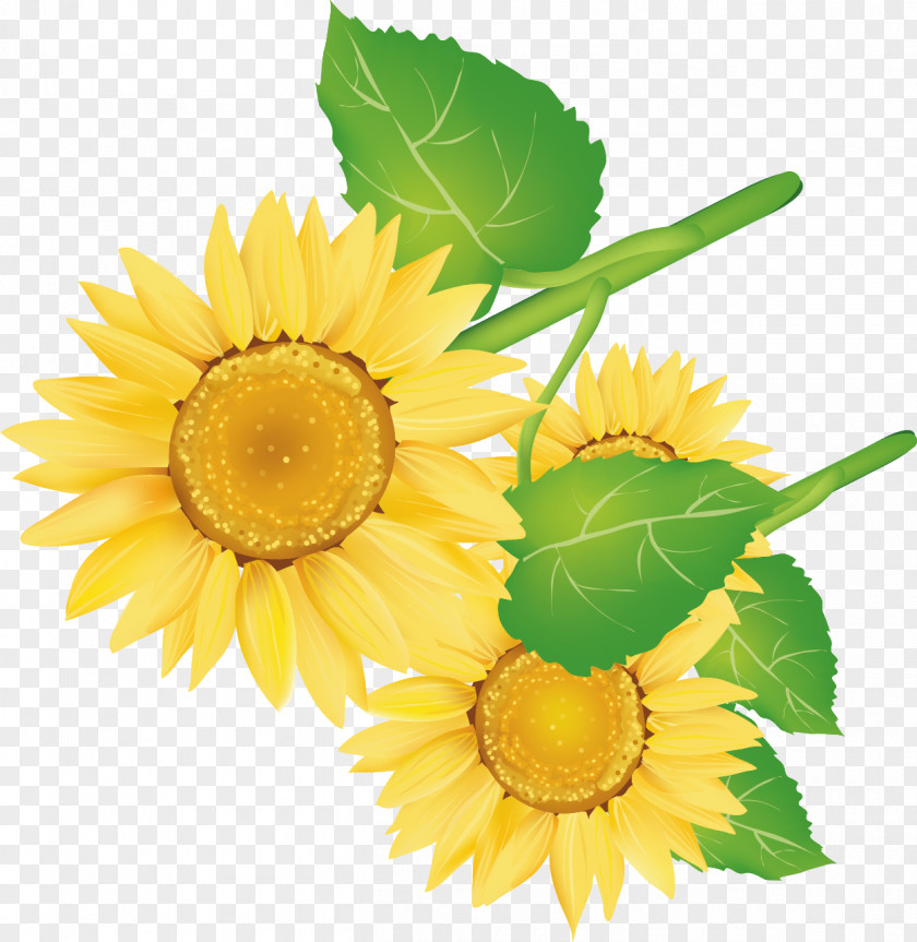 Sunflower Decorative Vector Pattern Common Arts PNG