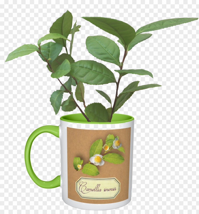 Tree Citrus Herbalism Flowerpot PNG