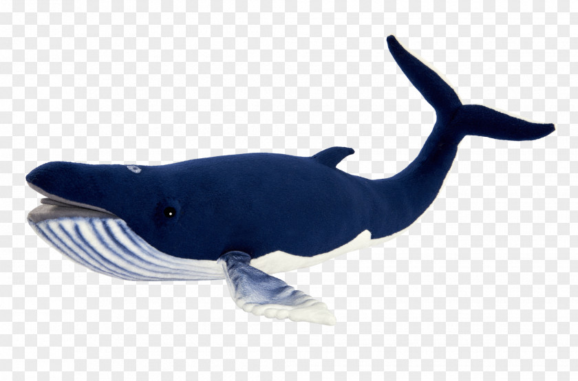 Whales Rough-toothed Dolphin Aquatic Animal Whale Marine Biology PNG