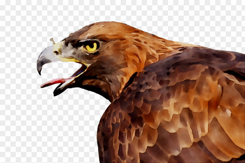 Bald Eagle Bird Of Prey Hawk PNG