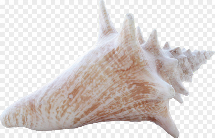 Common White Conch Download Sea Snail Seashell PNG