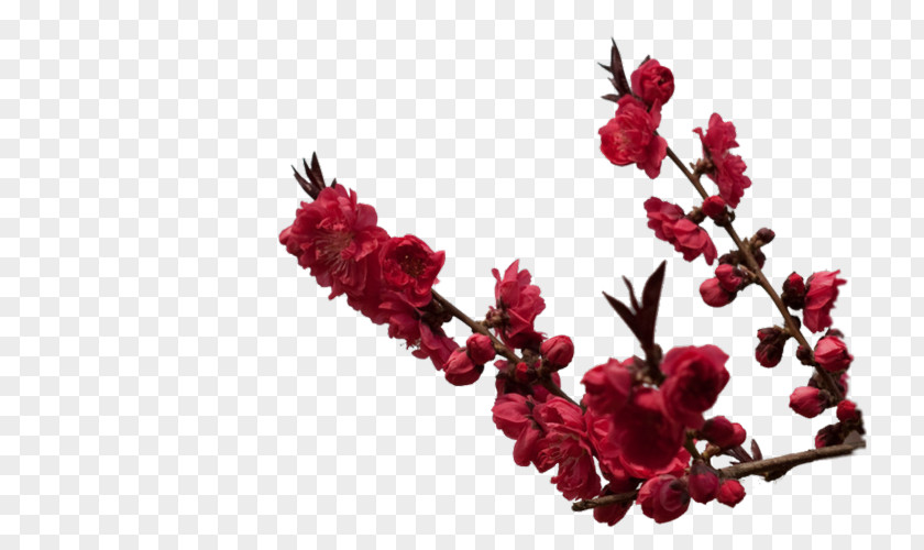 Flowering Trees Twig Plant Plants PNG