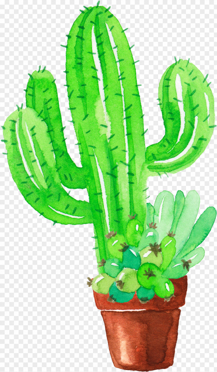 Fresh Green Hand Painted Watercolor Cactus Cactaceae Painting Succulent Plant Pinaceae PNG