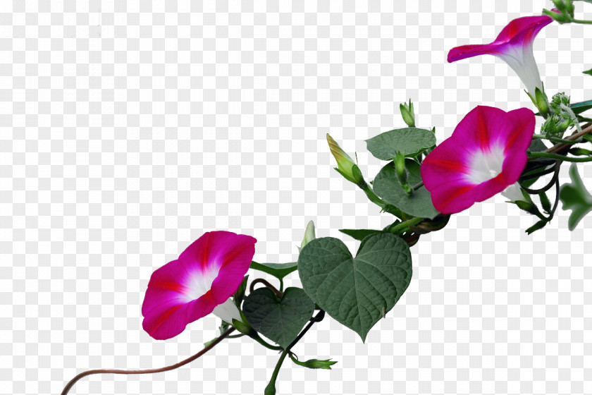 Purple Trumpet Garden Roses Ipomoea Nil PNG