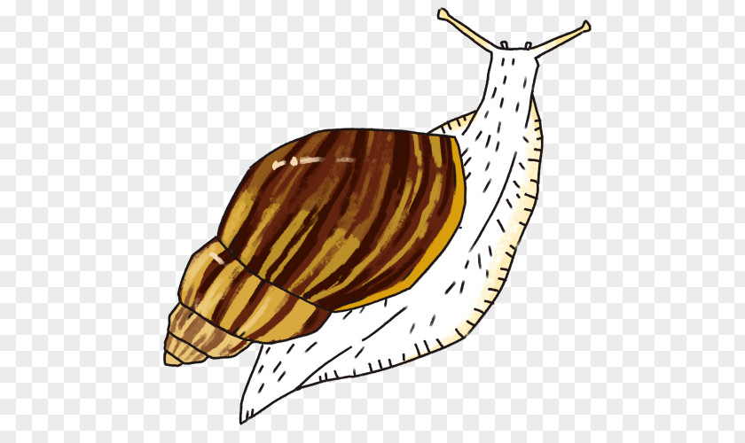 Giant African Snail Slug Food Terrestrial Animal Clip Art PNG