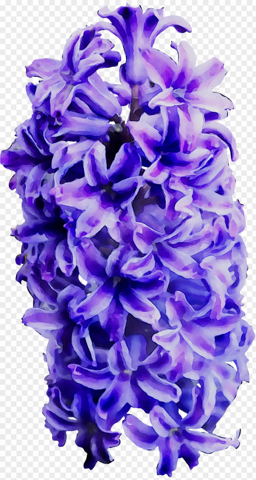 Hyacinth Cut Flowers Larkspur PNG