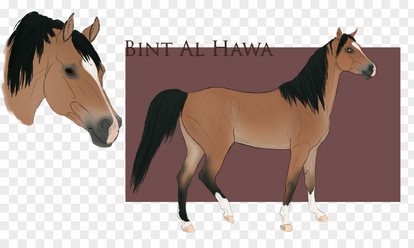 Mustang Foal Stallion Colt Mare PNG