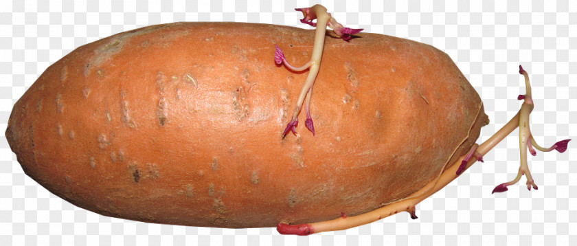 Root Vegetable Sweet Potato Plant PNG