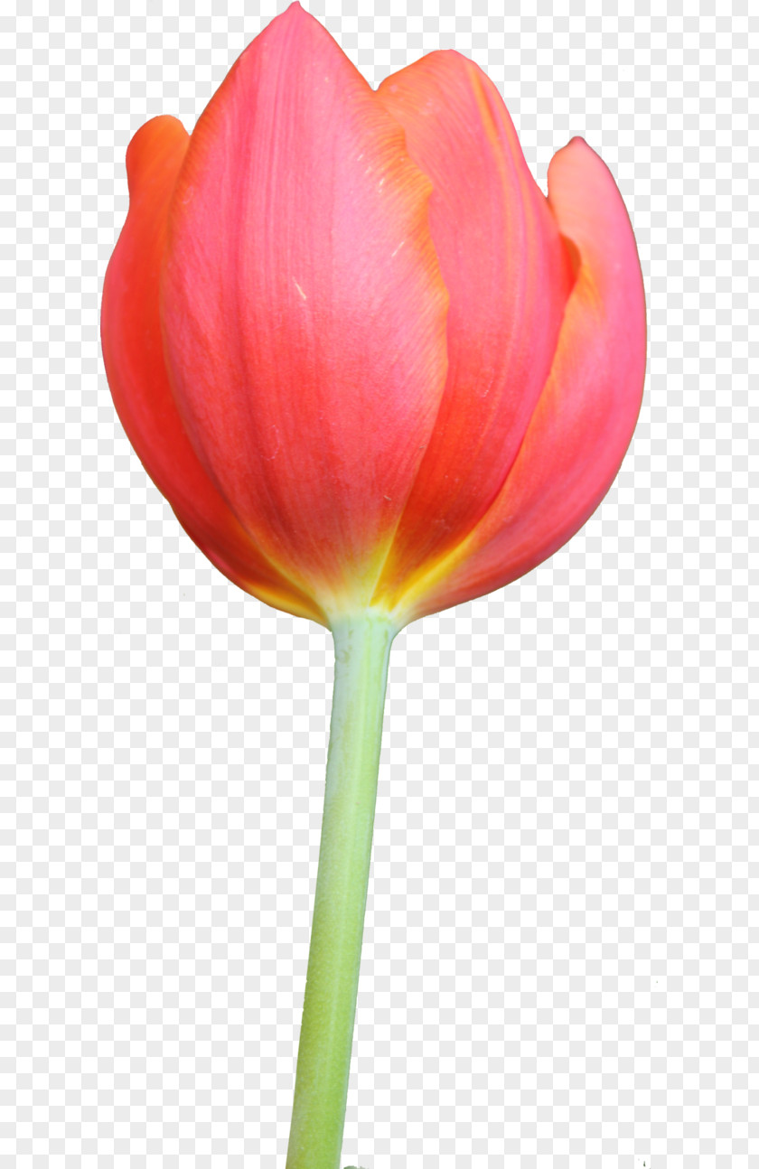 Tulip Flower Clip Art PNG