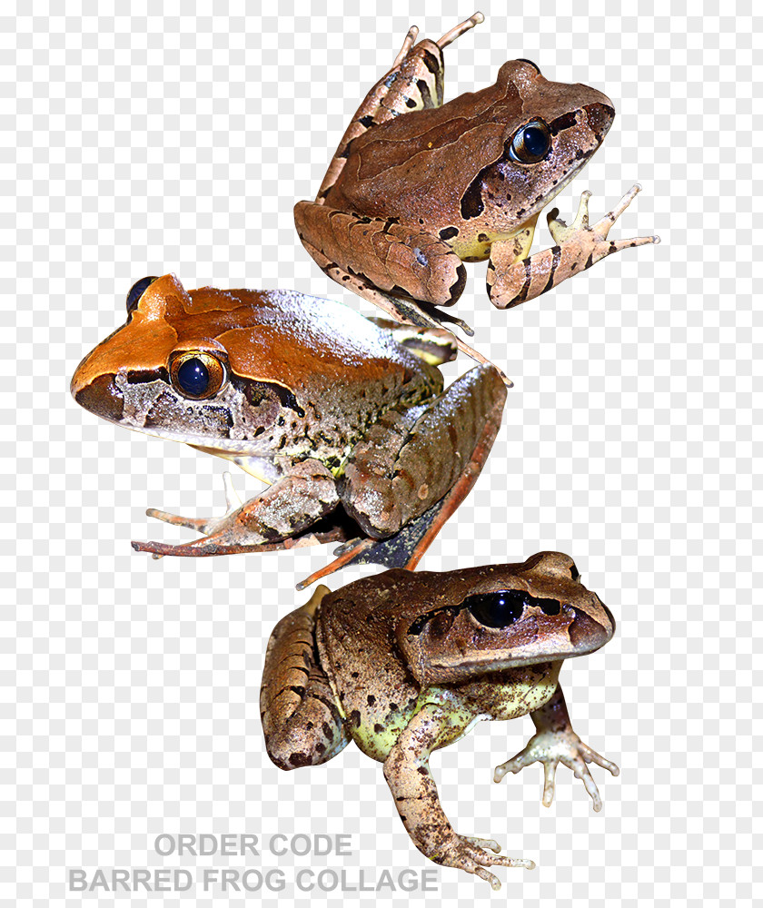 Frog Toad True Tree Reptile PNG