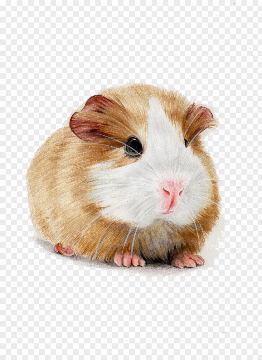 Hand-painted Guinea Pigs Skinny Pig Hamster Illustration PNG