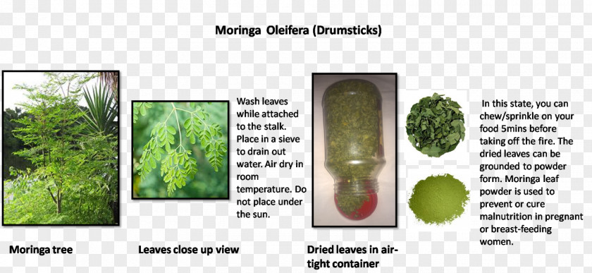 Moringa Tree Leaf Vegetable Grasses Plant Stem Family PNG