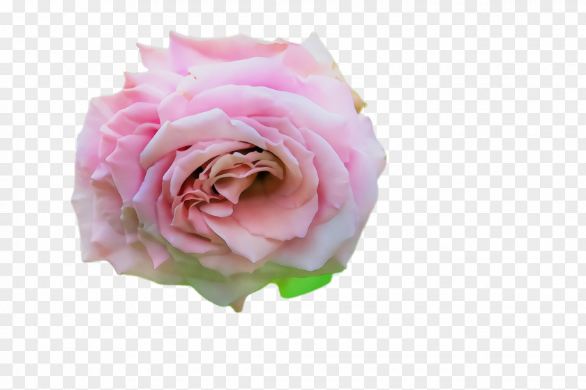 Plant Rose Family Garden Roses PNG