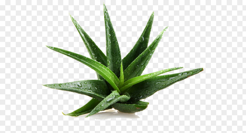 Plants Aloe Vera Asphodelaceae Medicinal Gel PNG