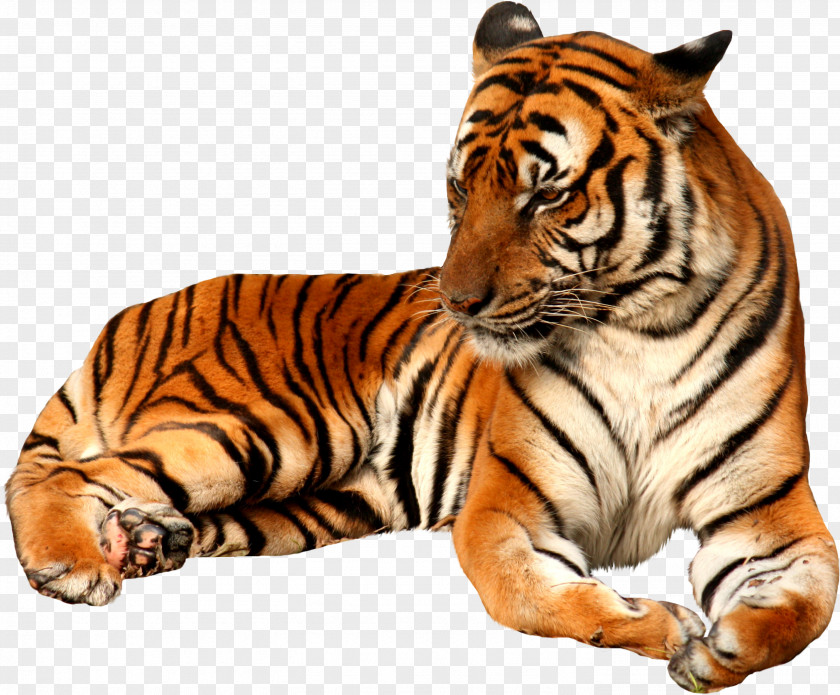 Animal Transparent Clip Art White Tiger Felidae Bengal PNG