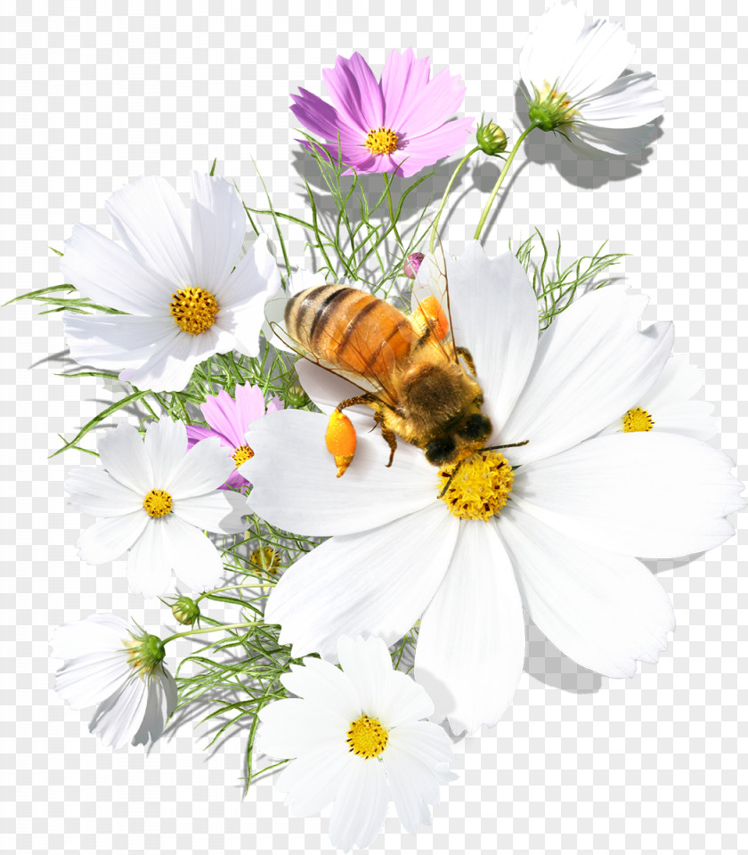 Ester Bee Daytime Flower Morning Greeting PNG