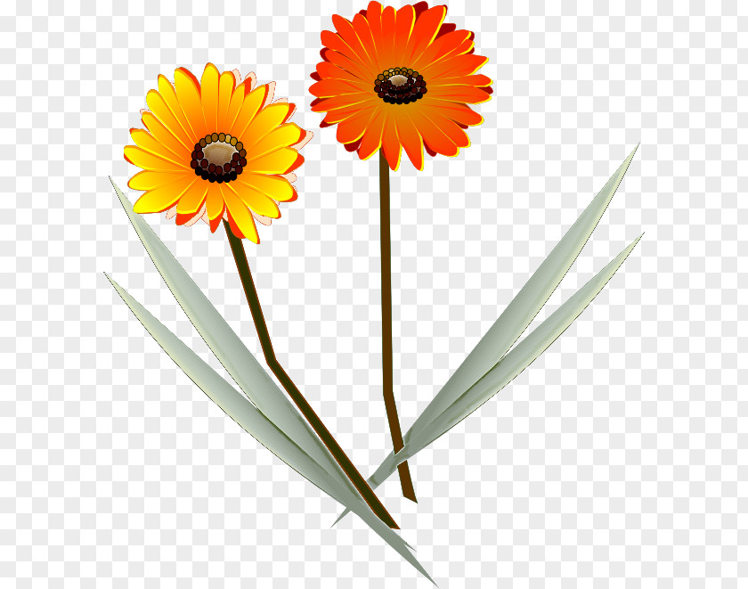 Gerbera Daisy Marguerite PNG