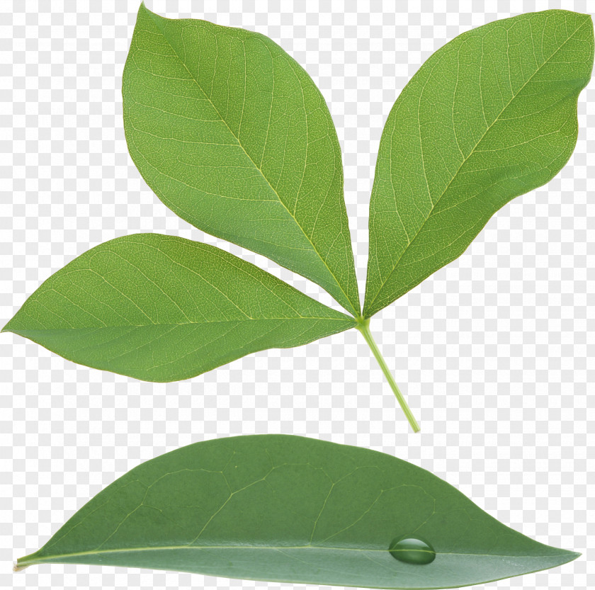 Green Leaf PNG