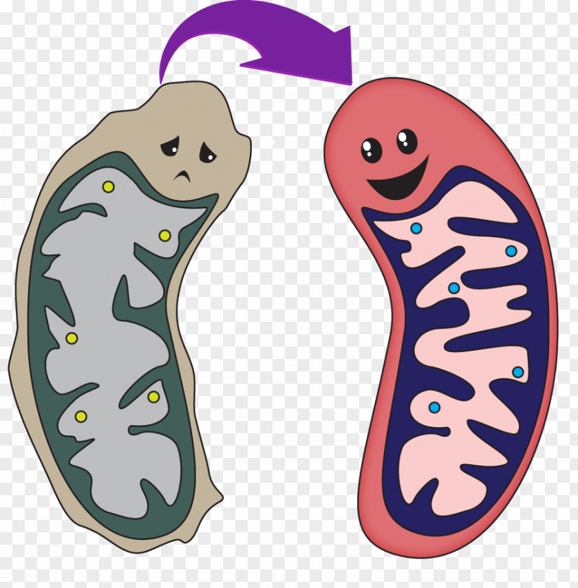 Mito Strategies For Engineered Negligible Senescence Mitochondrion Mitochondrial Disease Male DNA PNG