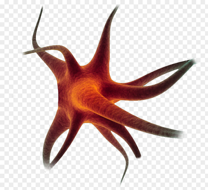 Starfish Neuron Cell Nerve PNG