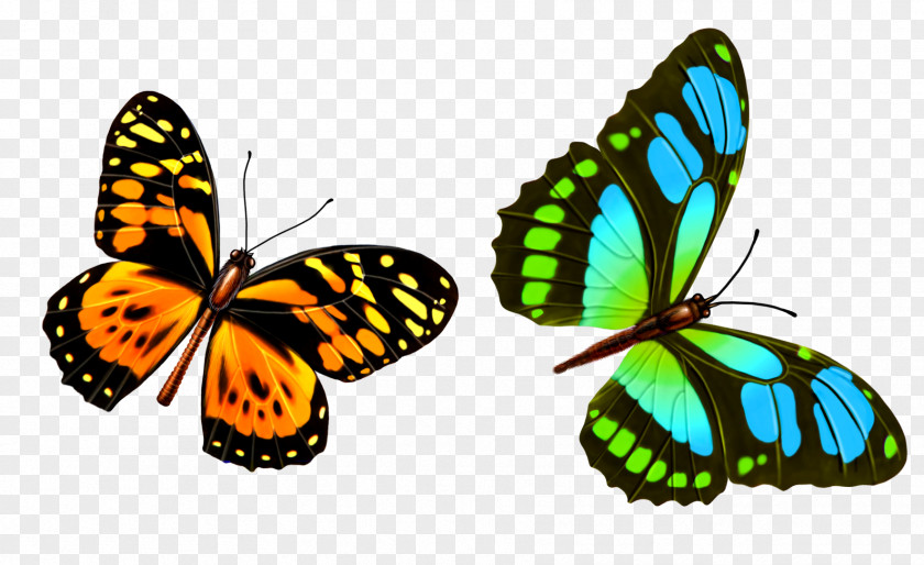 Colorful Butterfly Wallpaper PNG