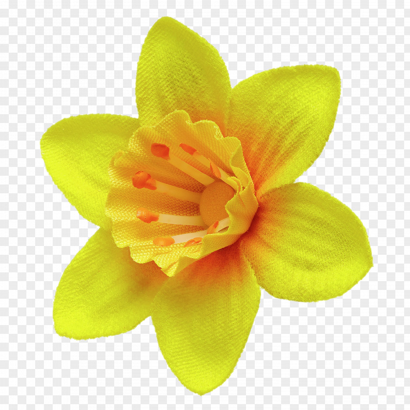 Daffodil Great Appeal Flower Marie Curie Clip Art PNG