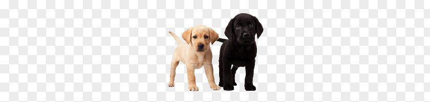 Dog PNG clipart PNG