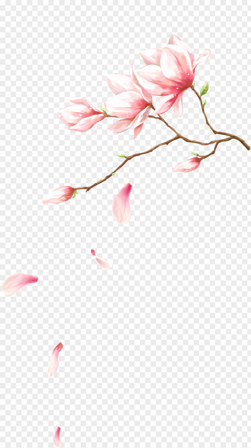 Flowers With Petals Falling On Pink Petal Computer File PNG