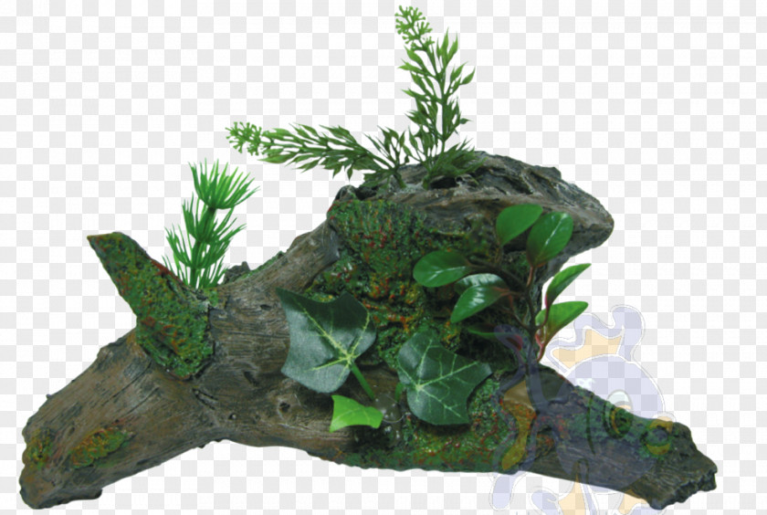 Tree Aquarium PNG