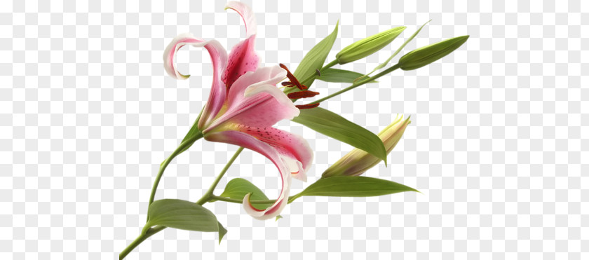 Flower Pink Flowers Bulb Tiger Lily Lilium 'Stargazer' PNG