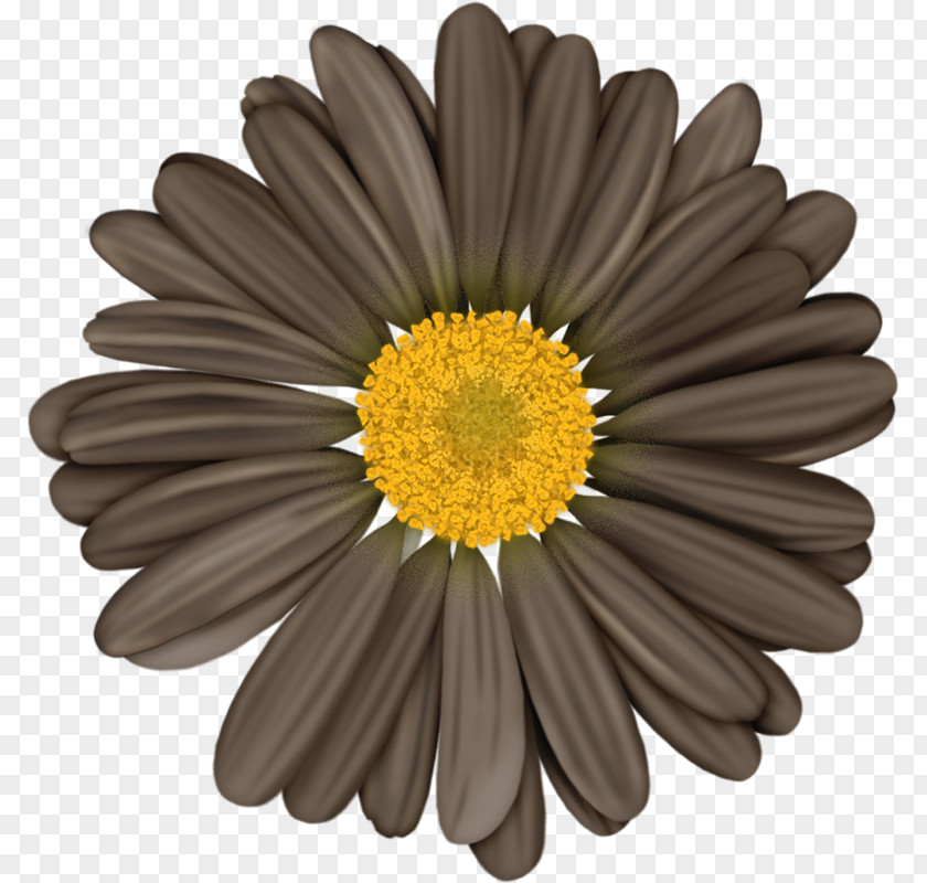 Grey Chrysanthemum Facebook Illustrator Clip Art PNG