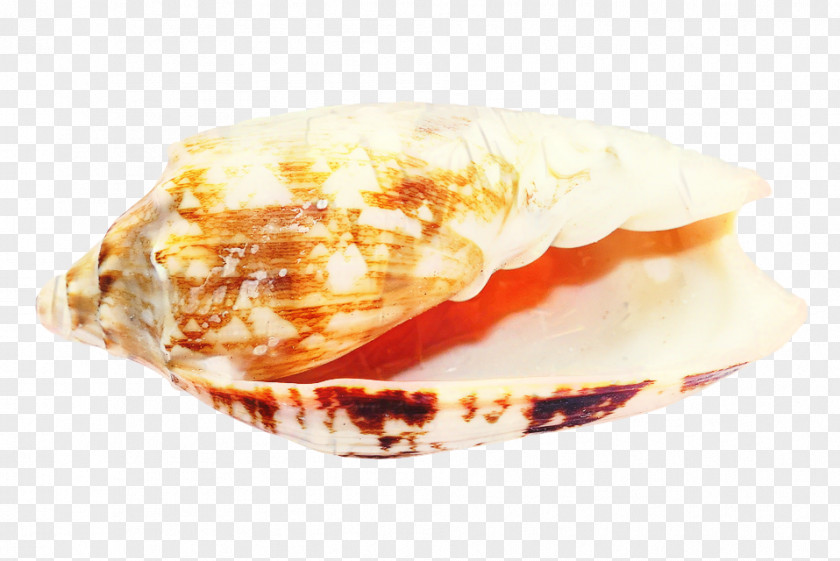 Shell Dessert Snail Cartoon PNG