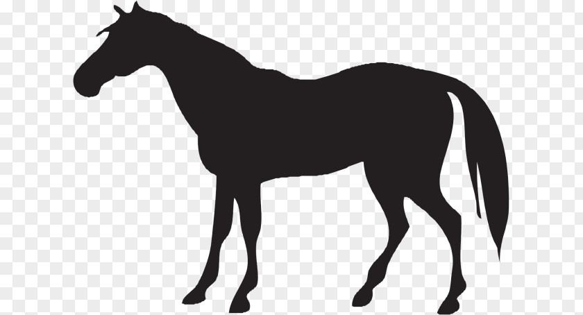 Silhouette Vector Graphics Andalusian Horse Black Clip Art Illustration PNG