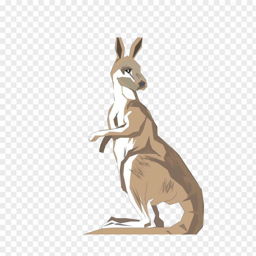 Standing Back To See Kangaroo Australia Drawing Clip Art PNG