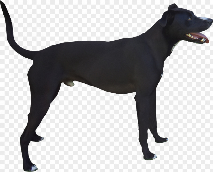 Cat Dog Breed Patterdale Terrier Being A Dog: Following The Into World Of Smell Sporting Group PNG